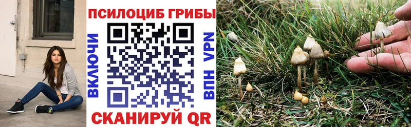 Купить где  Звенигород  Псилоцибиновые грибы Cubensis 